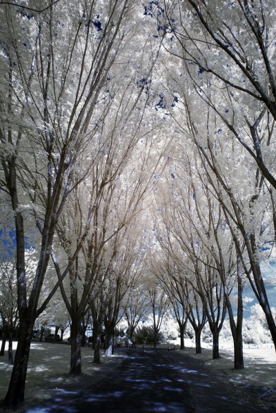 infrared shot of the trees