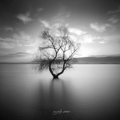 longexposure shot of the lonely tree in the lake