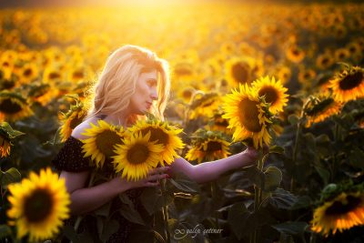 the portrait of the beautiful girl in the sunflower field in sunset