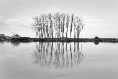 reflections of the trees in black&white