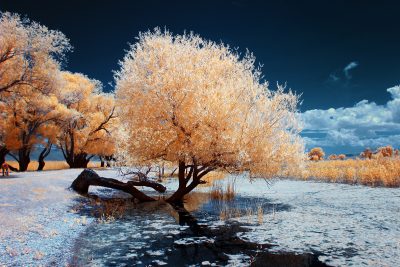 infrared shot of the interesting shaped tree
